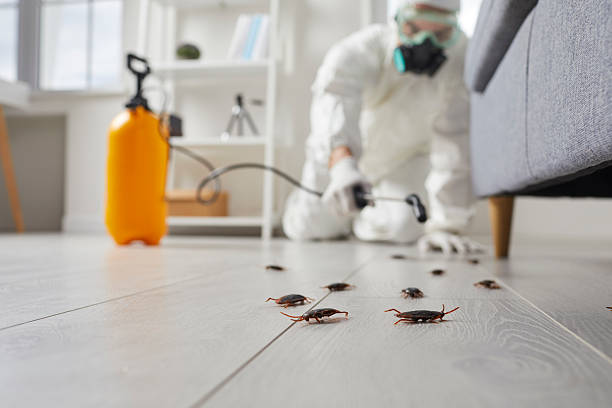 Post-Treatment Bed Bug Interceptor Monitoring in North Bend